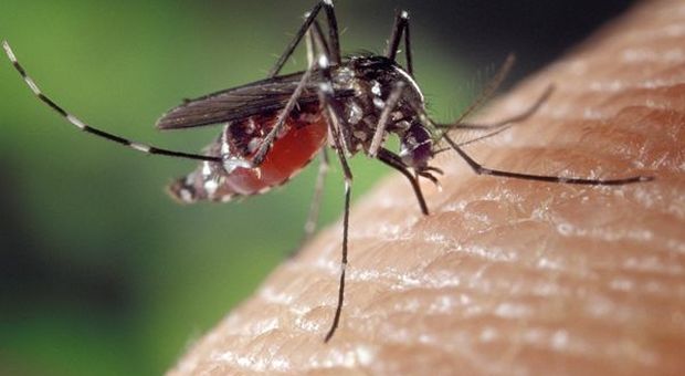 Salute, ENEA con Biovecblok per nuovo metodo di lotta "naturale" alla zanzara tigre