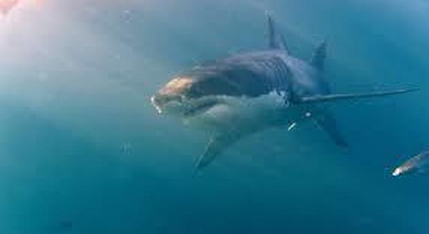 Uno squalo morde la gamba di un surfista al largo della costa californiana