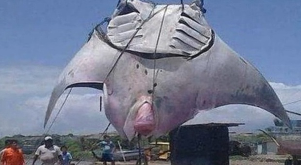 Manta gigante catturata da un pescatore: "Pesa 1000 kg, sollevata con la gru"
