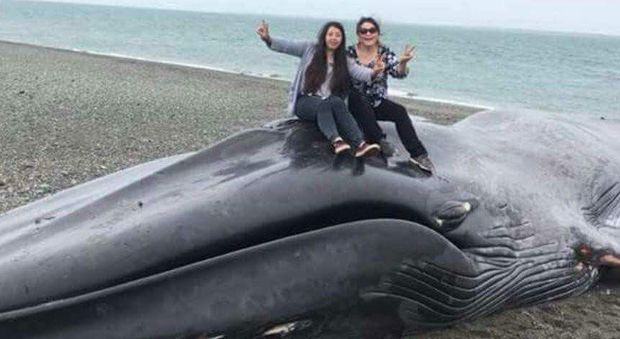 Balena spiaggiata viene sfregiata e usata per le foto ricordo