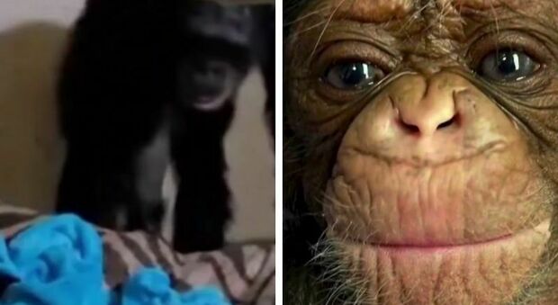 L'abbraccio tenero di mamma scimpanzè al figlioletto appena nato: il video commuove il web