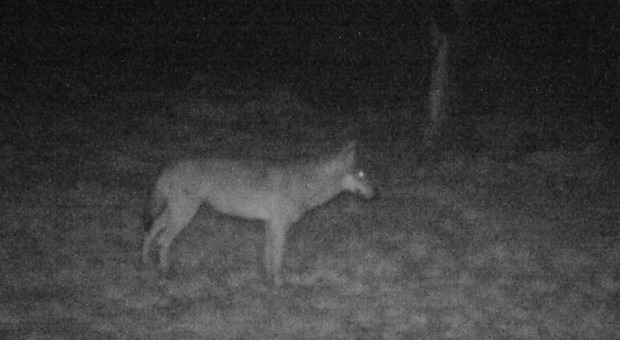 Avvistata femmina di lupo nel Parco dei Colli Euganei: «La specie potrebbe ridurre le presenze di cinghiali»