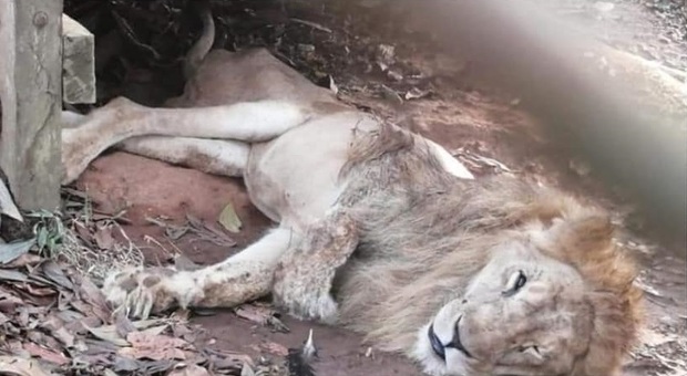 Salvato in Colombia il leone così debilitato da non riuscire nemmeno a alzarsi