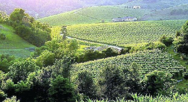 Dai vini selvatici al nobile Torchiato l'uva boschera diventa protagonista