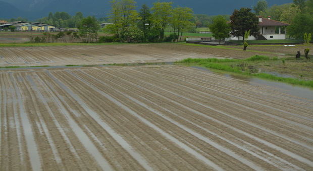 Un campo allagato a Buja; in Friuli il maltempo ha danneggiato molte coltivazioni