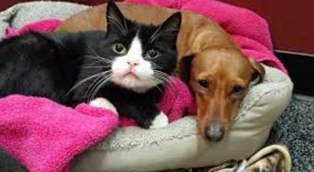 Manovre salva-vita per cani e gatti: ecco cosa fare se hanno questi sintomi