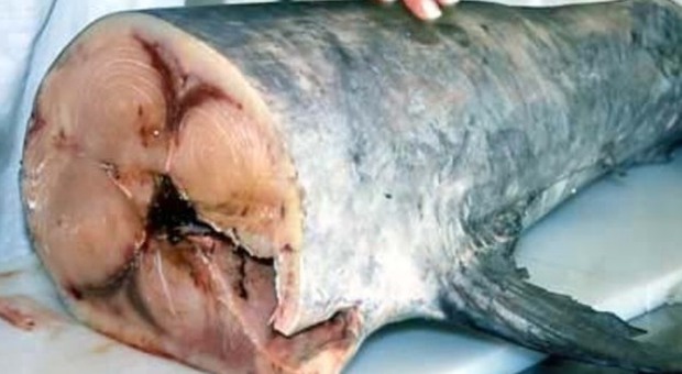 Usa: niente pesce spada alle donne incinte, contiene troppo mercurio