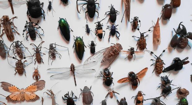 Punture di insetti, quando si rischia l'infezione: tutto quello che c'è da sapere