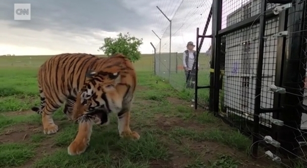 Tigri e leoni, liberati dalle gabbie del circo, sfiorano per la prima volta l'erba: le immagini toccanti (immagini pubbl da Cnn e Animal Defenders International su FB)