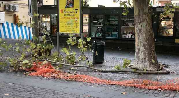 Napoli, paura in via Luca Giordano al Vomero: cade un grosso ramo d'albero. «Per fortuna non passava nessuno»
