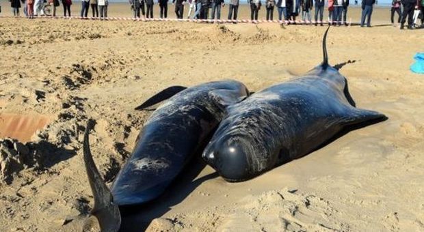 Le balene a Calais (La Presse)