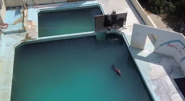 La triste fine dell'ultimo delfino: morta Honey, unica superstite nel parco acquatico abbandonato Video