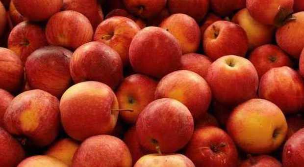 ​Mangeremo mele più colorate e belle grazie allo sbalzo termico
