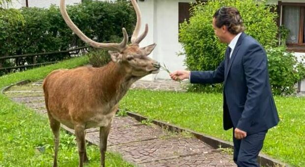 Cortina, un cervo come vicino di casa: l'incontro speciale del sindaco