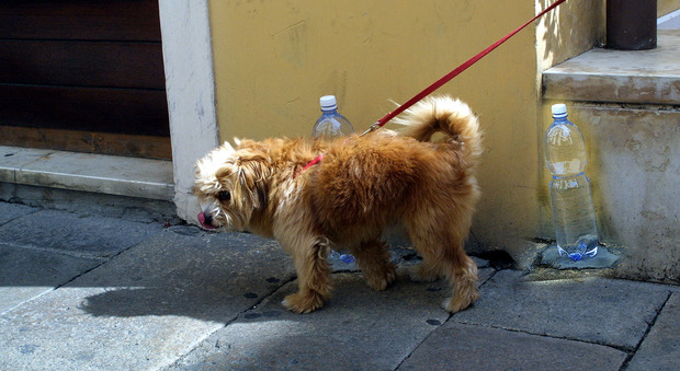 Via Roma: al via l'operazione decoro, arrivano i cestini per cani