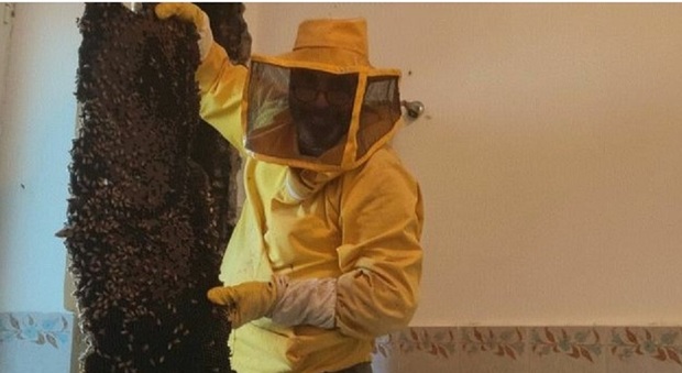 Nepi, 100mila api nascoste in un muro: «Erano in una casa di campagna, lì da almeno 2 anni»