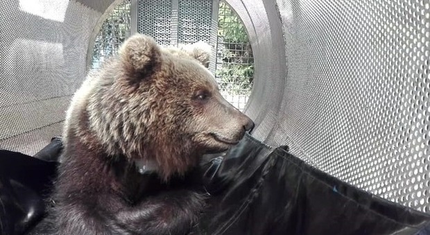 Merano, catturato l'orso che aveva fatto strage di animali: rilasciato con radiocollare
