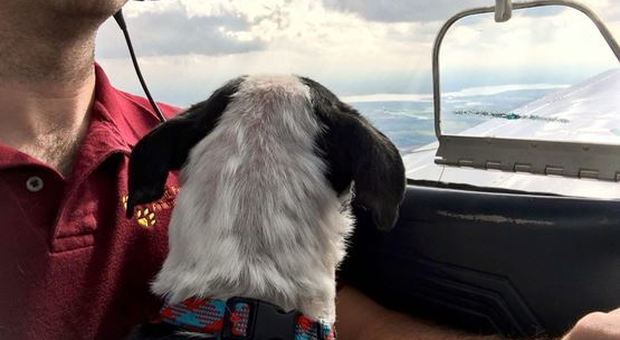 Il cane sta male durante la vacanza in Sardegna: milionario russo lo manda a Mosca con un jet privato