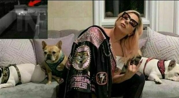 «Lady Gaga non mi ha dato la ricompensa per averle restituito i suoi cani rapiti». La star citata in tribunale: mi deve mezzo milione