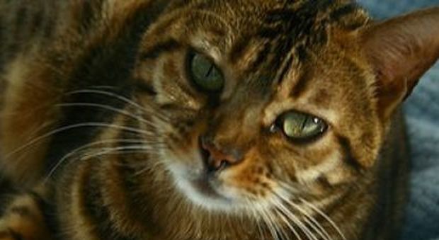 Bimba di 9 mesi muore soffocata dal gatto domestico: «L'ho trovato dentro la carrozzina sopra di lei»