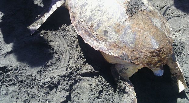 Una tartaruga Caretta caretta trovata morta sulla spiaggia di Tarquinia