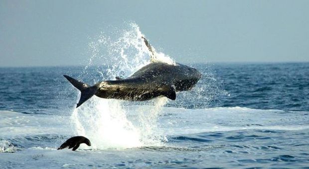 Lo squalo bianco attacca le foche: il pasto è volante