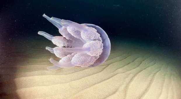 Meduse enormi in Sardegna: alcune sono di mezzo metro