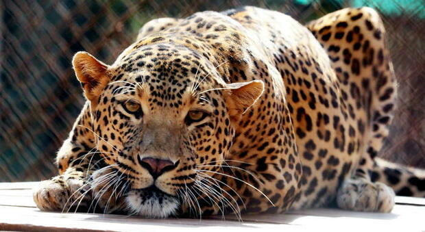 Cina, tre leopardi in fuga dallo zoo di Hangzou: l'allarme scatta solo 7 giorni dopo