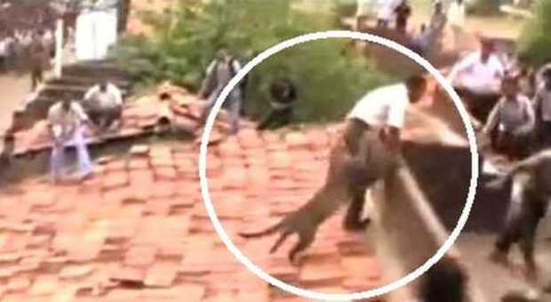 Leopardo attacca gli operai sui tetti in India