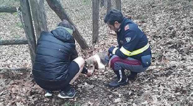 Gli agenti della polizia stradale salvano un cucciolo di cane abbandonato sulla Cimina