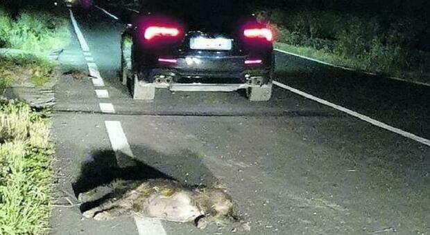 Cuneo, auto si scontra contro con cinghiale e finisce fuori strada: muore donna di 55 anni
