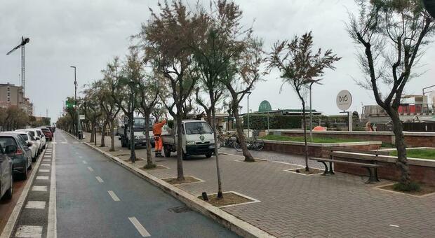 Parcheggi a pagamento: non solo in viale Trieste ma anche nelle traverse. Manutenzione: grosso albero battuto