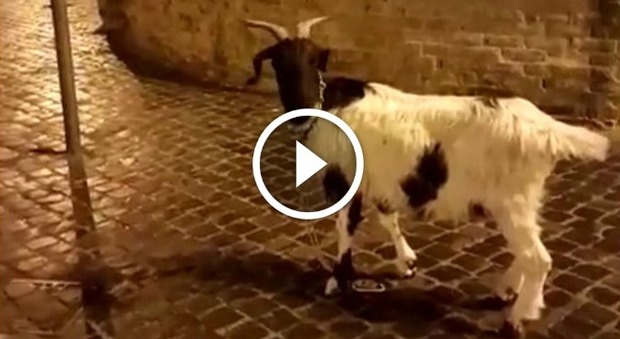 Roma: Dopo i cinghiali, anche la capra si fa un giro in centro