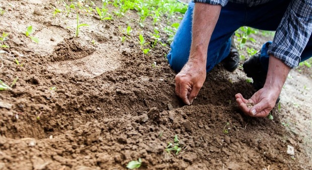 Promesse di lavoro, giardiniere dà 50mila euro di provvigioni: truffato