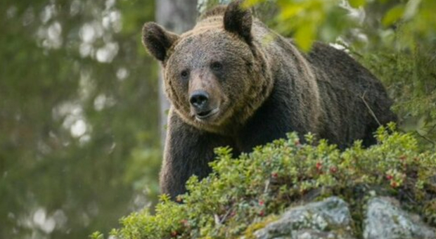 Slovacchia, stato di emergenza: un orso ha aggredito e ferito cinque persone