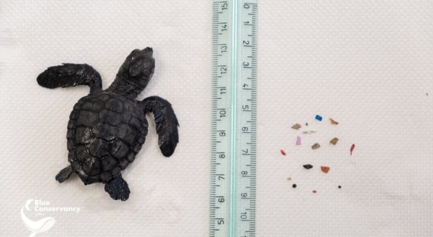 Tartaruga pesa solo 17 grammi e il suo stomaco è già pieno di plastica: il salvataggio della piccola Penny