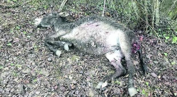 Il lupo attacca ancora e colpisce in un'azienda agricola, asini uccisi