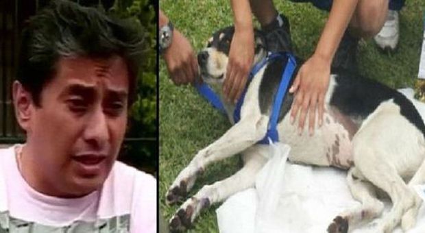 Il cane morde suo figlio: vigile del fuoco lega il randagiono all'auto e lo trascina per strada