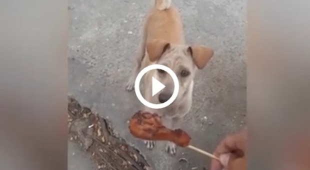 Questa cagnolina ha elemosinato del cibo, poi non lo ha mangiato ma ha fatto una cosa fantastica