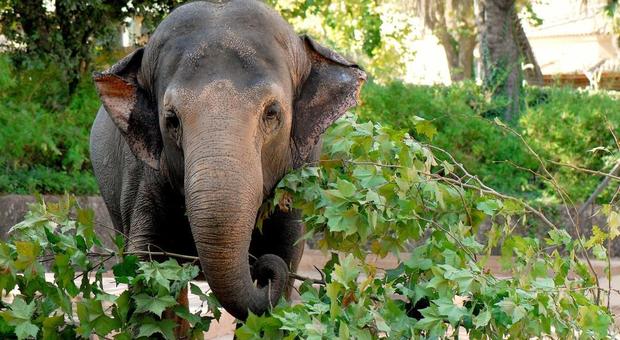 Sofia, elefante asiatico