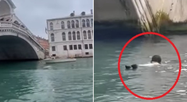 Venezia, turista cade dal ponte di Rialto per scattarsi un selfie IL VIDEO