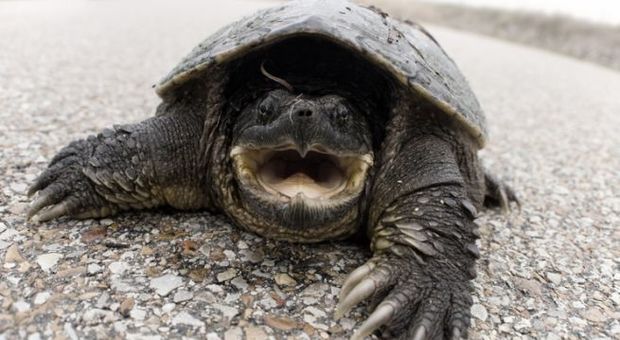 Una tartaruga azzannatrice è stata ritrovata in tangenziale a Treviso