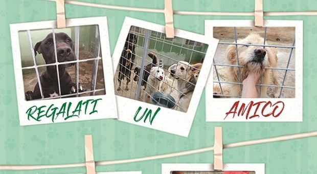 «A Natale siamo tutti più buoni»: la campagna per adottare 70 cani