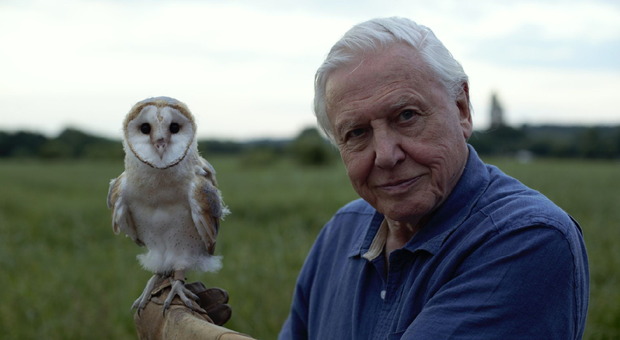 David Attenborough, la Bbc vieta il documentario sugli uccelli al 96enne divulgatore. «Può contrarre l'aviaria»
