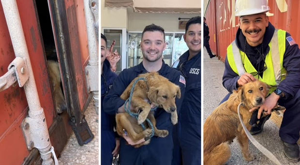 Sentono abbaiare da un container, la Guardia Costiera trova una cagnolina chiusa dentro da 8 giorni senza acqua né cibo: «Salvata appena in tempo»
