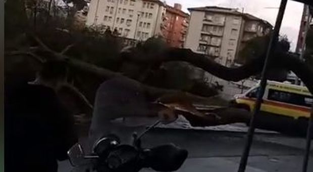 Roma, grosso pino marittimo caduto a corso Trieste: traffico in tilt