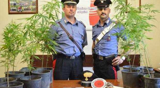 Frosinone, coltivazione di marijuana e munizioni da guerra: arrestati