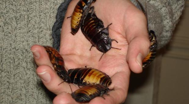 «Migliaia di scarafaggi infestano le strade ed entrano nelle case»