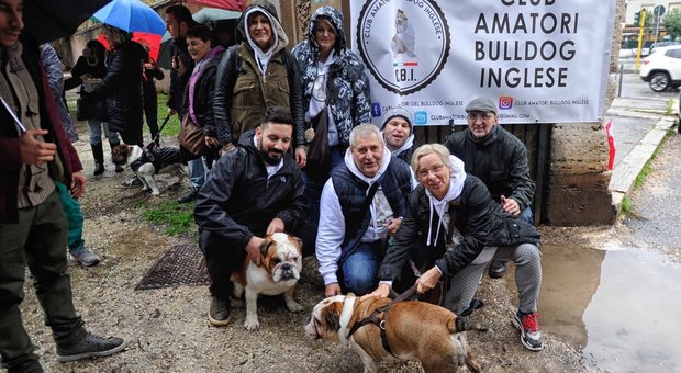 Cani di razza, a Roma anche Fido diventa social con i fans club