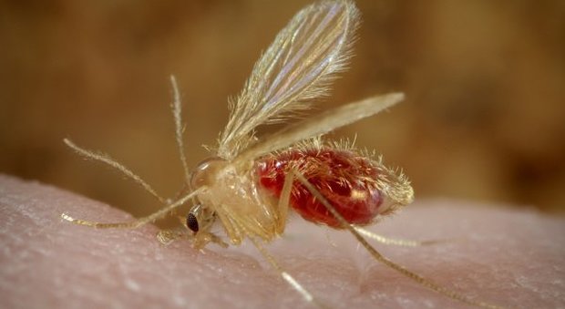Attenti: questa piccola zanzara è il killer dei cani e diffonde la leishmania. Ecco come difendere Fido